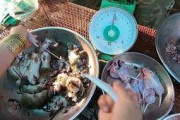 食物爆料视频大全下载,食物爆料视频大全下载精选盘点